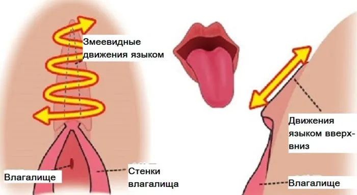 Способы движений языком при кунилингусе