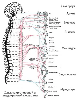 Чакры: расположение на теле и соответствие курируемым органам